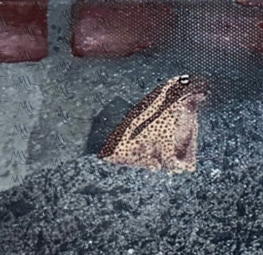 Who’s Knockin’ on my Door?