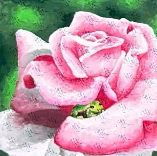 Frog in Rose
