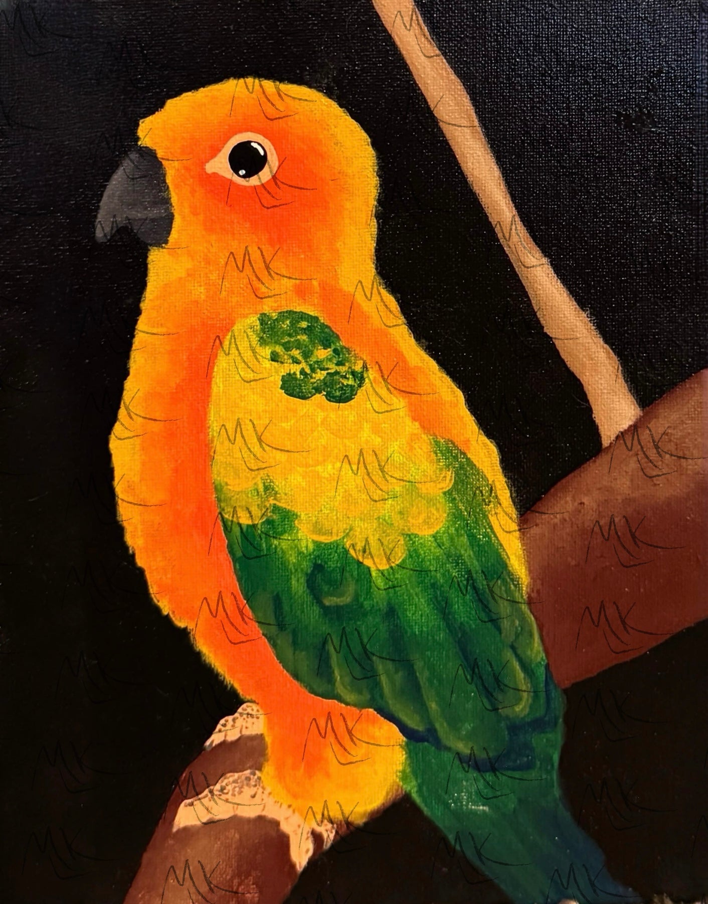 Sun Conure